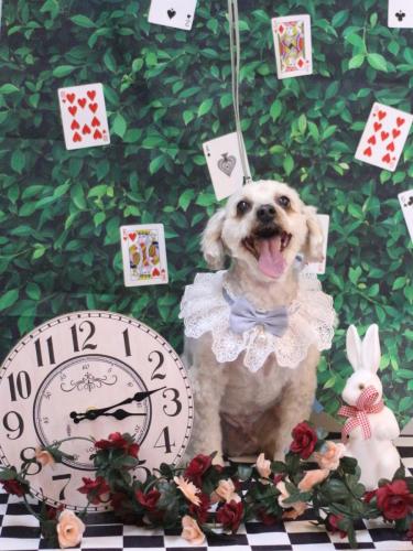 20250412ペカくん